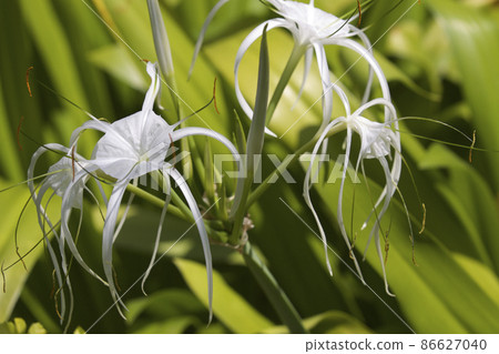 White tropical cultivated flowers with long petals 86627040
