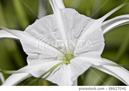 White tropical cultivated flowers with long petals White tropical cultivated flowers with long petals 86627048