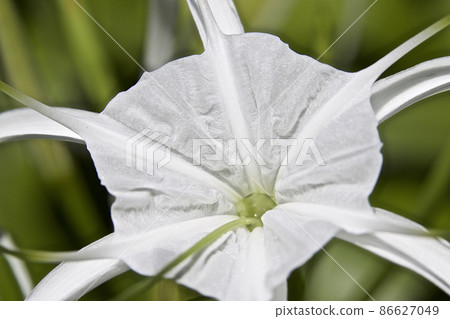 White tropical cultivated flowers with long petals White tropical cultivated flowers with long petals 86627049