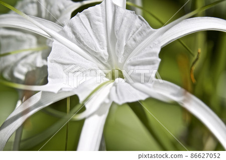 White tropical cultivated flowers with long petals 86627052