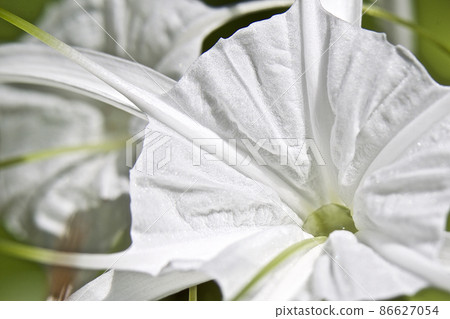 White tropical cultivated flowers with long petals 86627054