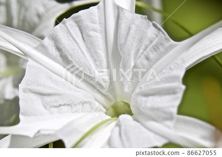White tropical cultivated flowers with long petals White tropical cultivated flowers with long petals 86627055