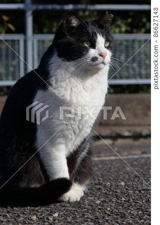 Waiting for the cat time (Muroto City, Kochi Prefecture, Skyline Mountaintop Observatory) Waiting for the cat time (Muroto City, Kochi Prefecture, Skyline Mountaintop Observatory) 86627148