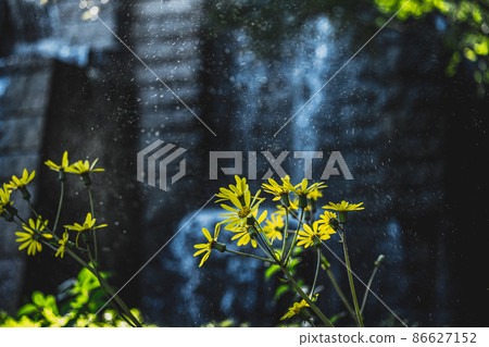 Leopard plant bathing in the waterfall 86627152