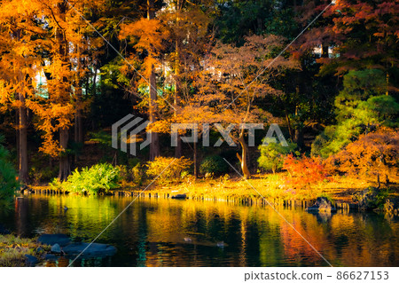 Garden scenery with colorful autumn leaves in full bloom Garden scenery with colorful autumn leaves in full bloom 86627153