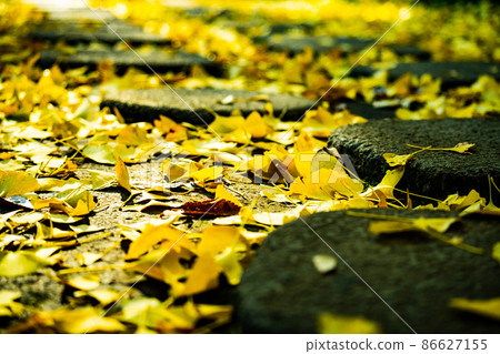 Fallen leaves of yellow ginkgo spread between stepping stones Fallen leaves of yellow ginkgo spread between stepping stones 86627155