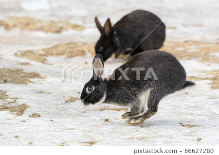 Rabbit to run 86627280