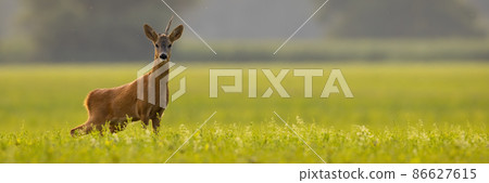 Roe deer looking to the camera on field in panoramic shot Roe deer looking to the camera on field in panoramic shot 86627615