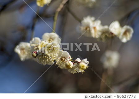 有馬梅園 冬至梅 有馬梅園 冬至梅 86627778