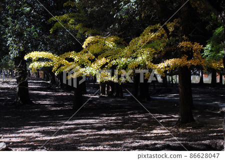奈良市東大寺境內的銀杏黃葉 86628047