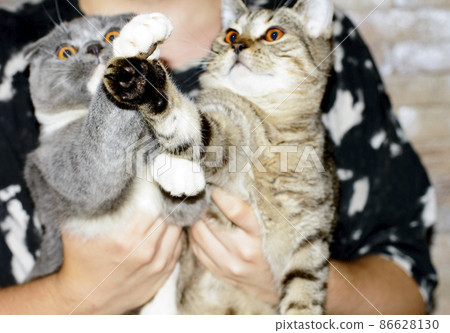 Scotish-fold blue bicolor and  Scottish straight tiger-tabi kittens in their hands 86628130
