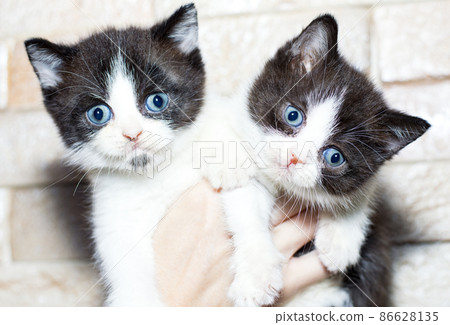 two bi-colored Scottish kittens with blue eyes in their hands on the background of the wall 86628135