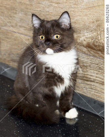 Beautiful bicolor brown Scottish kitten Highland hair 86628268