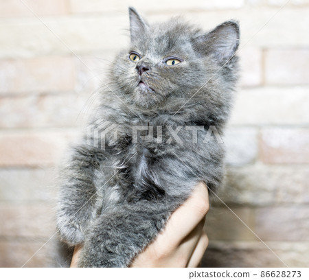 blue Scottish Highland kitten in his hands on the background of the wall 86628273