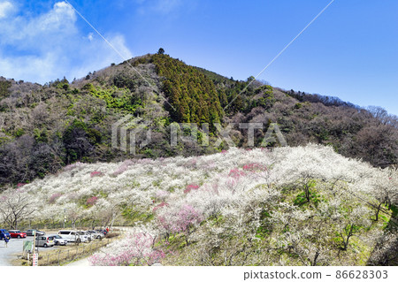 Kogesawa Plum Grove, Takao Umego, Hachioji City, Tokyo Kogesawa Plum Grove, Takao Umego, Hachioji City, Tokyo 86628303