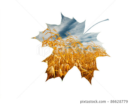 ripe corn on the field inside a maple leaf 86628779