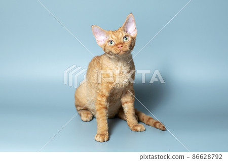 Funny cat breed Devon Rex sitting on a blue background Funny cat breed Devon Rex sitting on a blue background 86628792