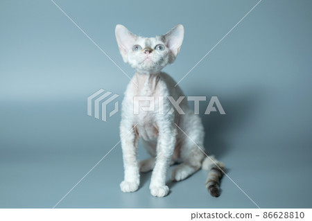 Funny cat breed Devon Rex sitting on a blue background Funny cat breed Devon Rex sitting on a blue background 86628810