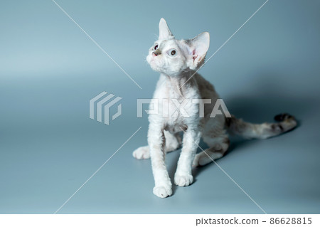 Funny cat breed Devon Rex sitting on a blue background 86628815