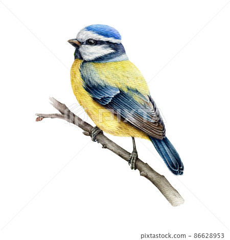 Blue-tit bird on the branch. Watercolor illustration. Hand drawn cute tiny titmouse with yellow and blue feathers. Small european bird watercolor element. Blue-tit avian on white background Blue-tit bird on the branch. Watercolor illustration. Hand drawn cute tiny titmouse with yellow and blue feathers. Small european bird watercolor element. Blue-tit avian on white background 86628953
