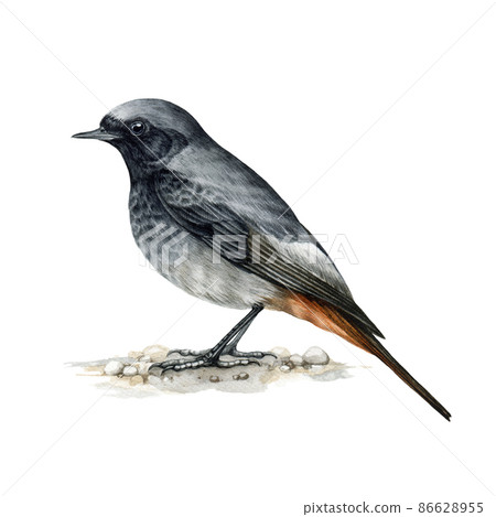Black redstart bird. Watercolor illustration. Realistic hand drawn phoenicurus ochruros male. Black redstart forest wildlife bird. European avian on a tree branch. White background Black redstart bird. Watercolor illustration. Realistic hand drawn phoenicurus ochruros male. Black redstart forest wildlife bird. European avian on a tree branch. White background 86628955