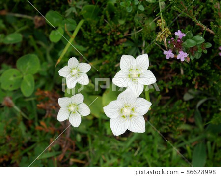 Swiss plateau plant, Parnassia palustris 86628998