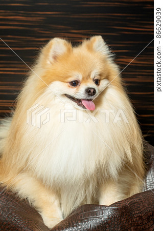 Pomeranian spitz. Cute fluffy charming red-haired Pomeranian Spitz in full growth on white background. Caring for a pet. 86629039
