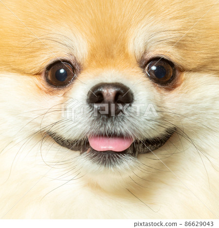 Close-up of a happy German Spitz dog 86629043