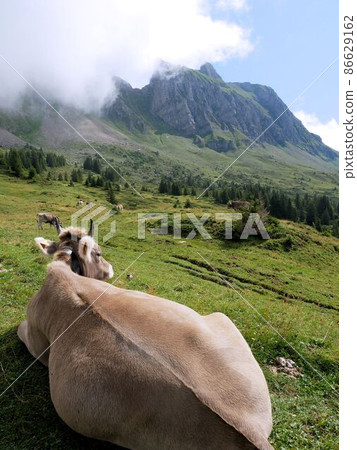 Swiss brown grazing on the summer plateau (Switzerland) Swiss brown grazing on the summer plateau (Switzerland) 86629162