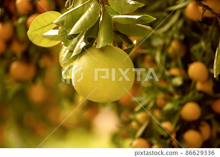 Pomelo fruit in garden 86629336