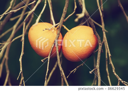 Tangerine garden with fruits 86629345