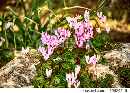 Wild cyclamens flowers Wild cyclamens flowers 86629346