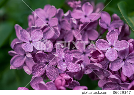 Lilac flowers macro Lilac flowers macro 86629347