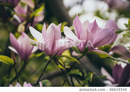 Magnolia spring flowers 86629348