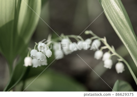 Lily of the valley Lily of the valley 86629375