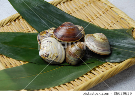 Fresh clams Fresh clams 86629639