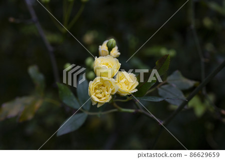 low key, yellow roses on a dark emerald background Lady Banks rose, just Banks rose or Rosa banksiae, April, spring low key, yellow roses on a dark emerald background Lady Banks rose, just Banks rose or Rosa banksiae, April, spring 86629659