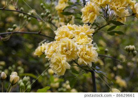 close-up Lady Banks rose, just Banks rose or Rosa banksiae, small light yellow inflorescences of roses and buds, April, spring close-up Lady Banks rose, just Banks rose or Rosa banksiae, small light yellow inflorescences of roses and buds, April, spring 86629661