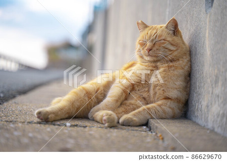 A relaxing port town stray cat [Ainoshima, Shingu-cho, Kasuya-gun, Fukuoka] 86629670