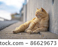 A relaxing port town stray cat [Ainoshima, Shingu-cho, Kasuya-gun, Fukuoka] 86629673