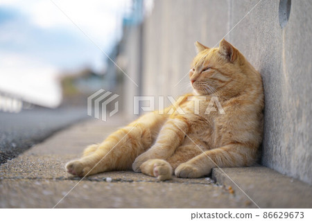 A relaxing port town stray cat [Ainoshima, Shingu-cho, Kasuya-gun, Fukuoka] 86629673