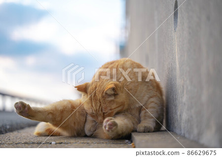 A relaxing port town stray cat [Ainoshima, Shingu-cho, Kasuya-gun, Fukuoka] 86629675
