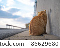 A stray cat in a port town in the back [Ainoshima, Shingu-cho, Kasuya-gun, Fukuoka Prefecture] 86629680