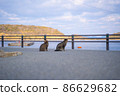Two relaxing stray cats [Ainoshima, Shingu-cho, Kasuya-gun, Fukuoka] 86629682