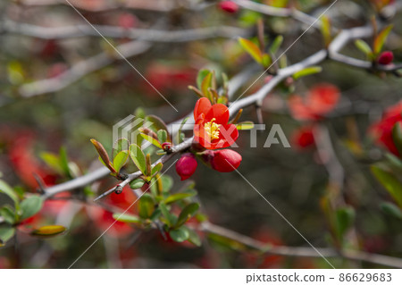 Flowering Guince Chaenomeles speciosa x Chaenomeles. japonica in garden. bright red flowers on a bush in April 86629683