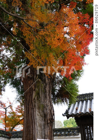 [中國33觀音聖地] 岡山縣岡山市北區1北區北海院5號古杉和紅葉 86629719