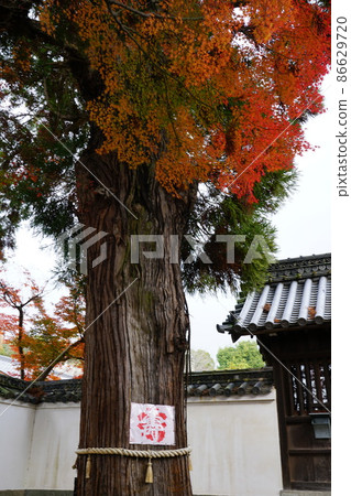 [中國33觀音聖地]岡山縣岡山市北區北海院5號古杉和紅葉 86629720