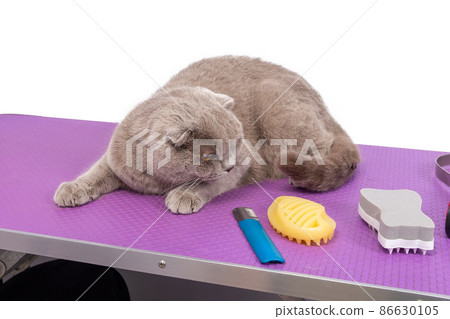A British gray cat looks at the barber tools laying on table in an animal beauty salon. A British gray cat looks at the barber tools laying on table in an animal beauty salon. 86630105