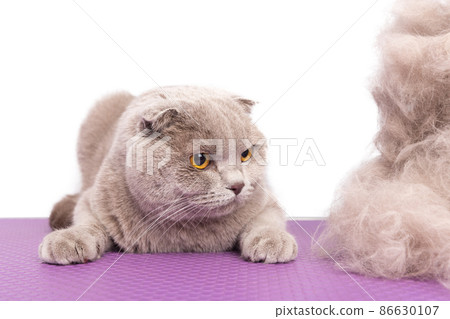 A British gray cat looks with surprise at a large pile of his own fur after a haircut in an animal beauty salon. 86630107