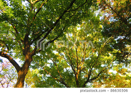 Forest landscape 86630306
